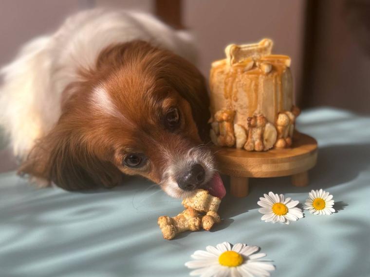 Hundetorte backen