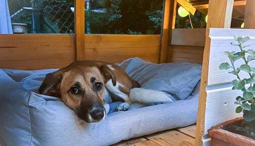 Hundehütte selber bauen