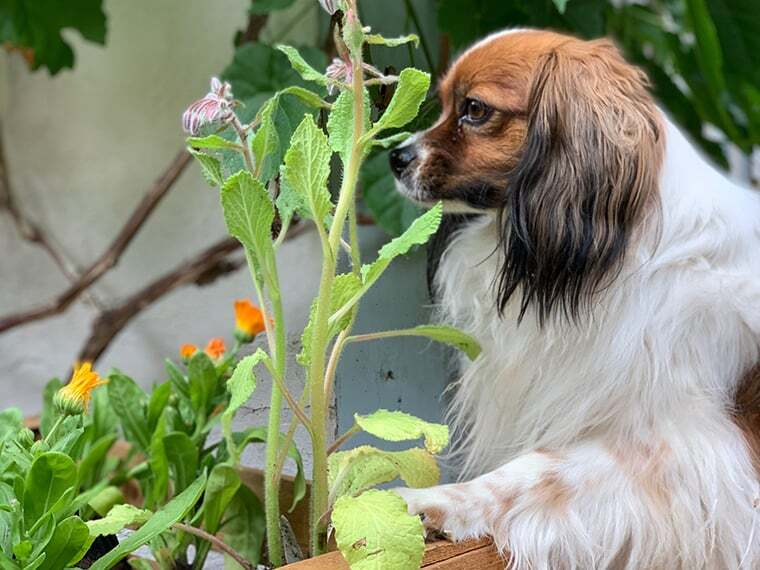 Kräuter für Hunde