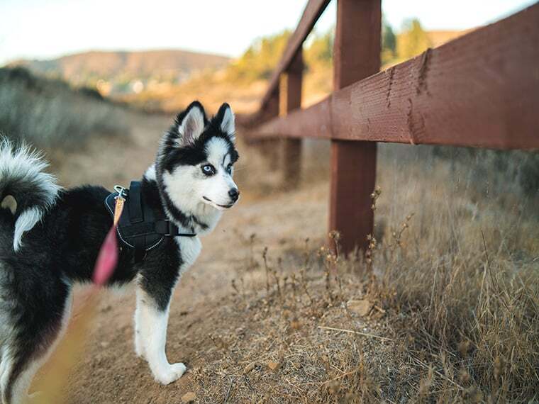 Pomsky