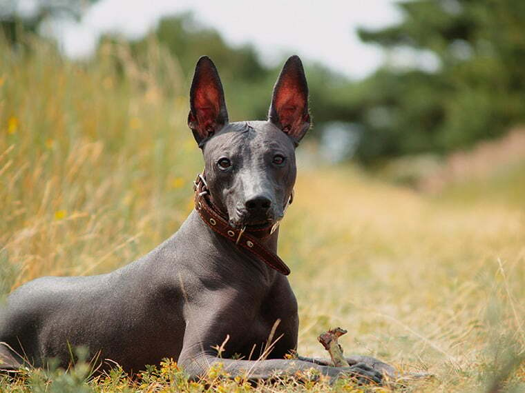 Xoloitzcuintle