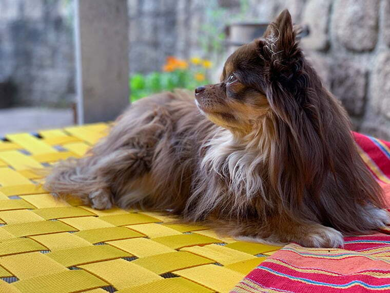 Hundebett selber bauen