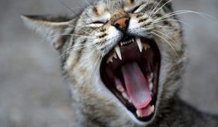 Katze Mundgeruch