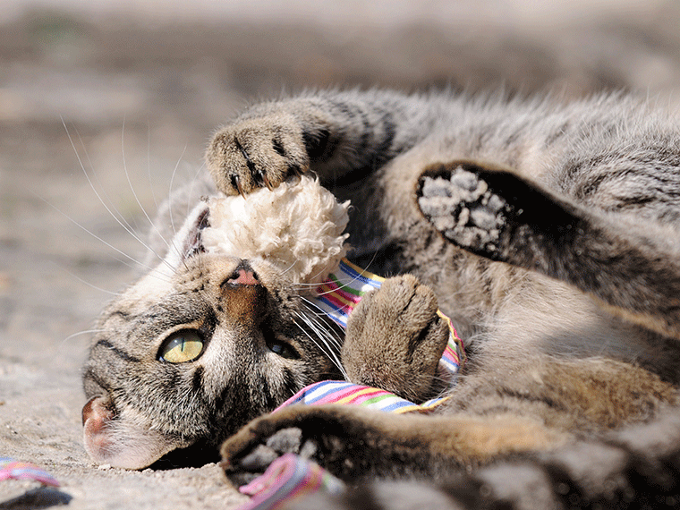 Katzenspielzeug selber machen