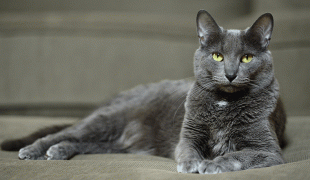 Korat Katze