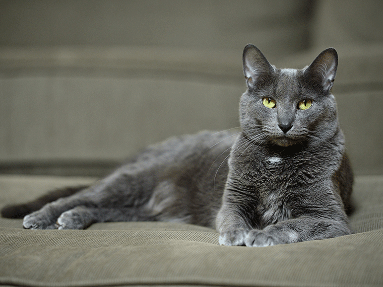 Korat Katze