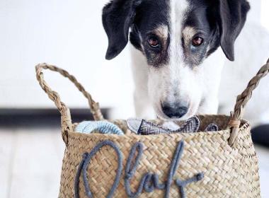 Spielzeugkiste für Hunde