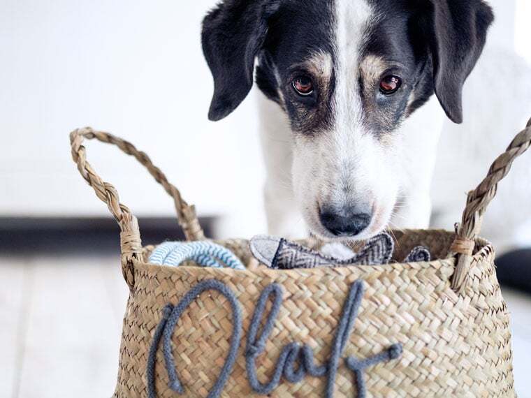 Spielzeugkiste für Hunde