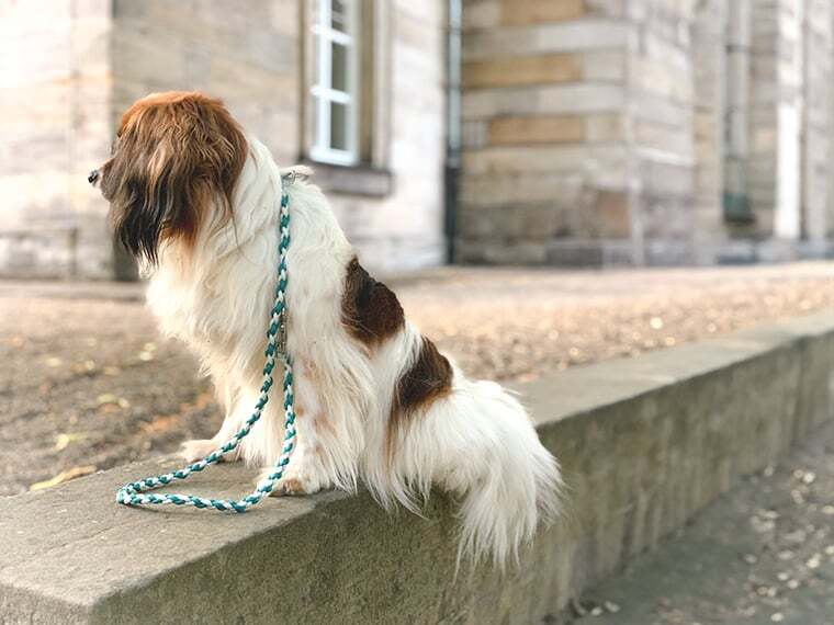 Paracord Leine für Hunde selber machen