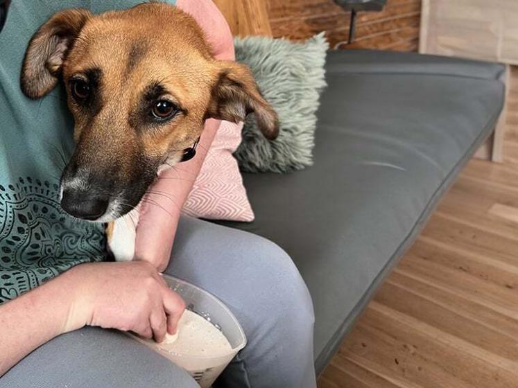 Pfotenabdruck vom Hund selber machen DIY mit Anleitung