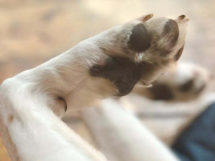 Pfotenabdruck vom Hund selber machen DIY mit Anleitung