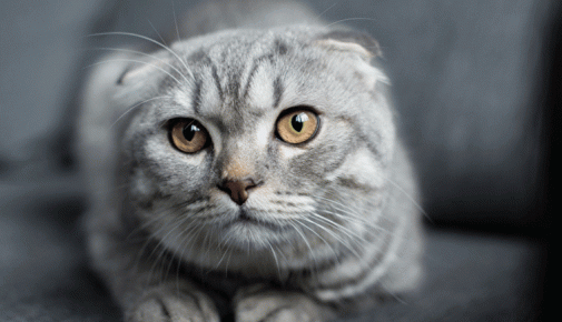 Scottish Fold