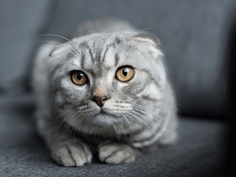 Scottish Fold