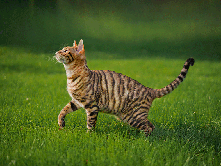 Toyger