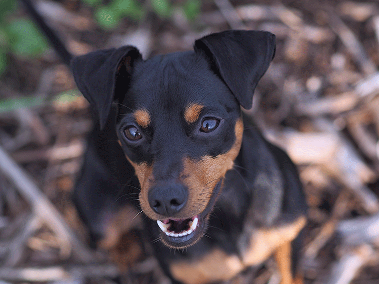 Zahnpflege für kleine Hunde