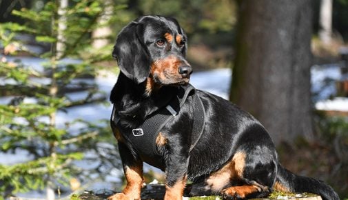 Alpenländische Dachsbracke