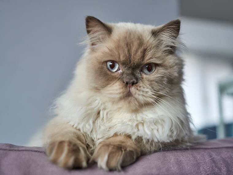 Himalayan Katze