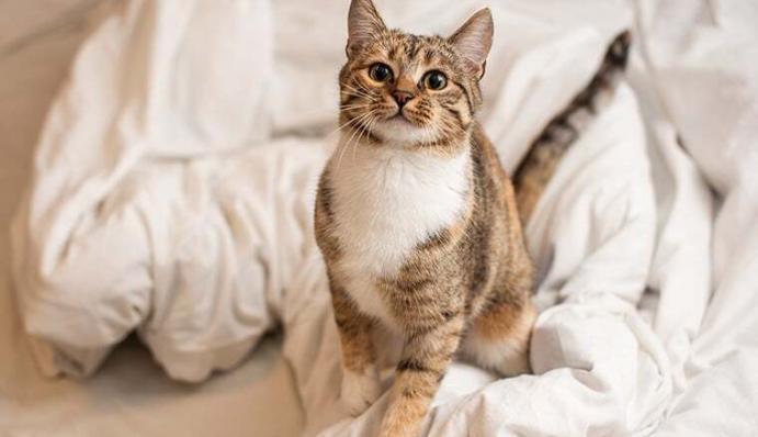 Katze Pinkelt In Wohnung Gleiche Stelle Katze pinkelt in die Wohnung - Ursachen und Hilfe