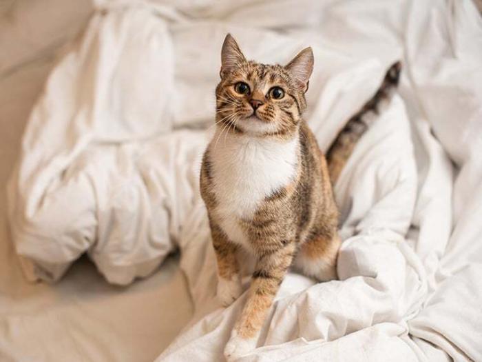 Katze pinkelt ins Bett Mögliche Ursachen, Lösungen & Tipps