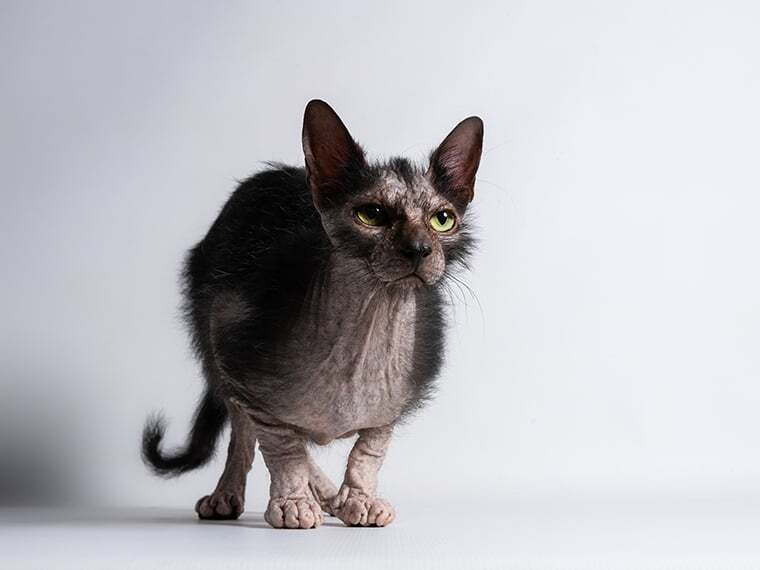 Lykoi