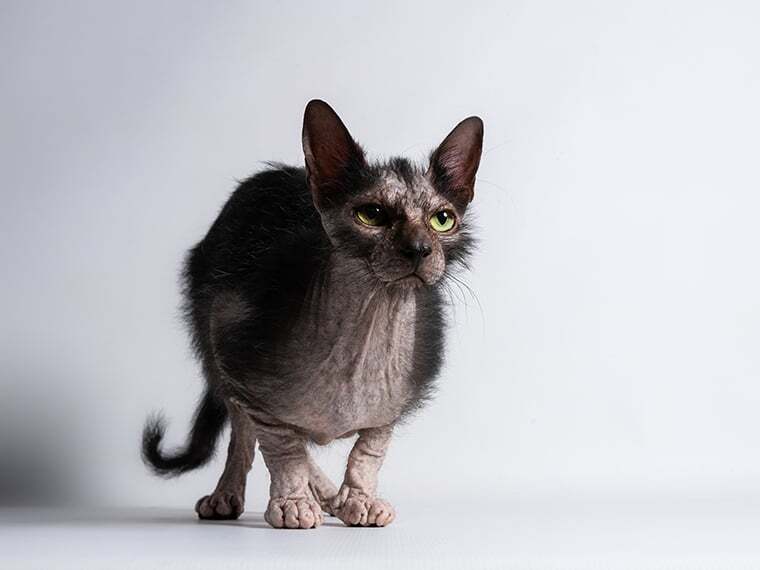 Lykoi Werwolf Katze Charakter Gr e Erziehung Steckbrief Lykoi Werwolf Katze Charakter Gr e Erziehung Steckbrief