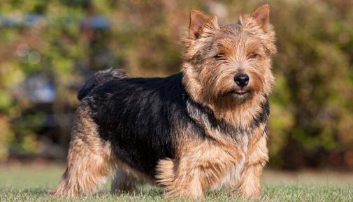 Norwich Terrier