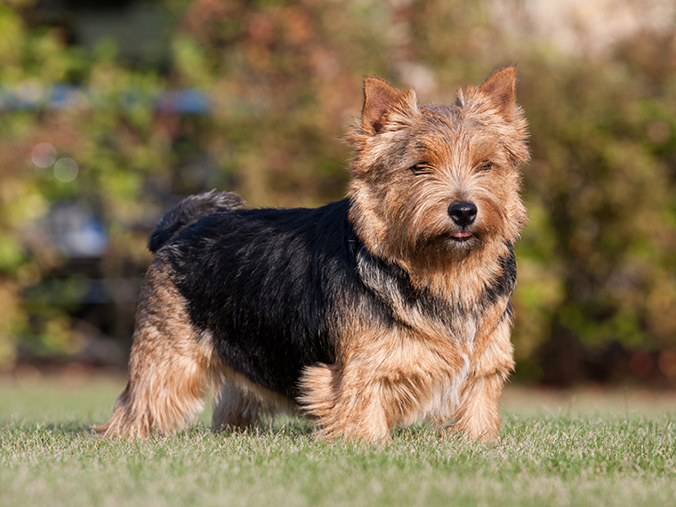 Norwich Terrier