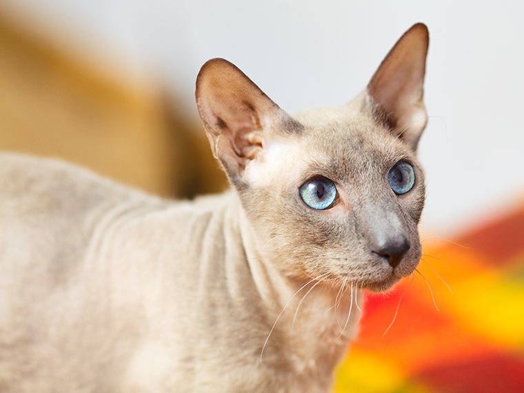 Peterbald