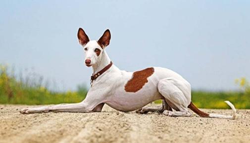 Podenco Ibicenco