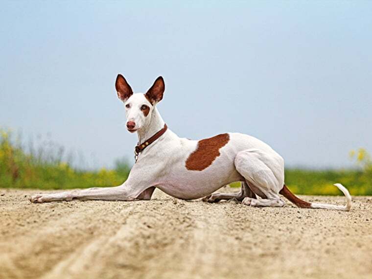 Podenco Ibicenco