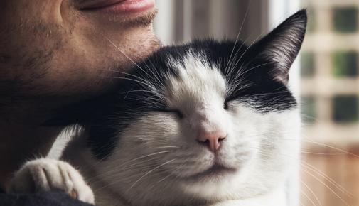 Woran erkennt man die Bezugsperson einer Katze