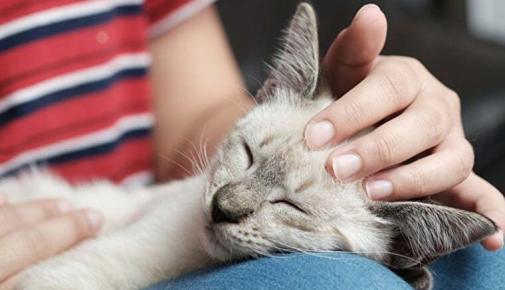 Woran erkennt man die Bezugsperson einer Katze