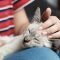 Woran erkennt man die Bezugsperson einer Katze