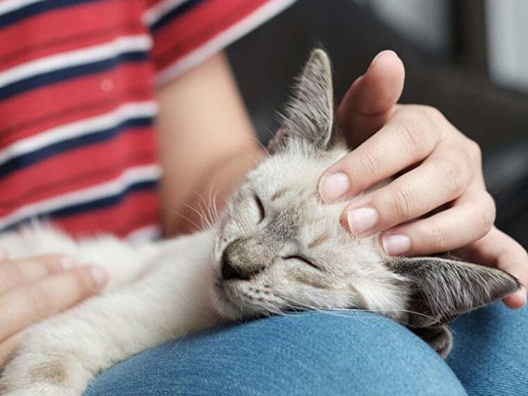 Woran erkennt man die Bezugsperson einer Katze? | Infos & Tipps