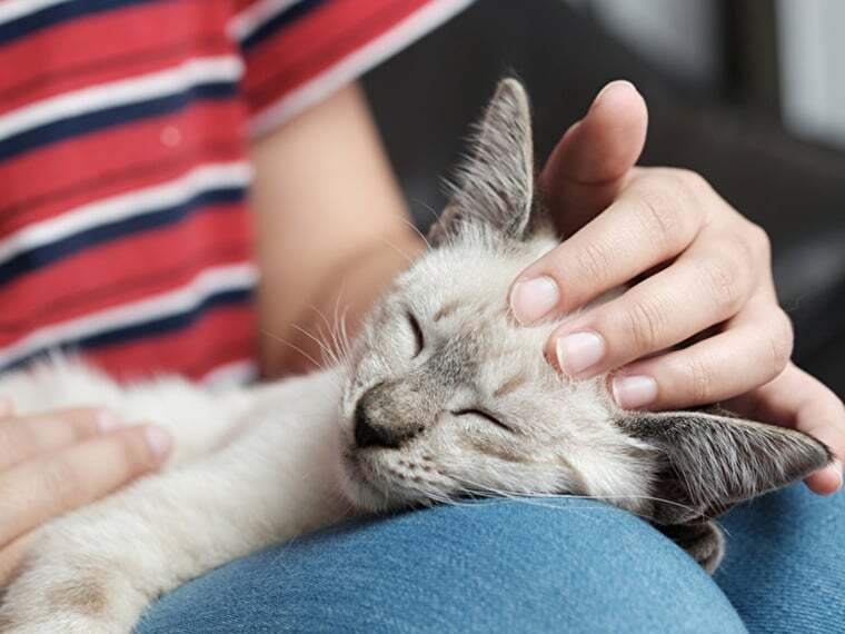 Woran erkennt man die Bezugsperson einer Katze