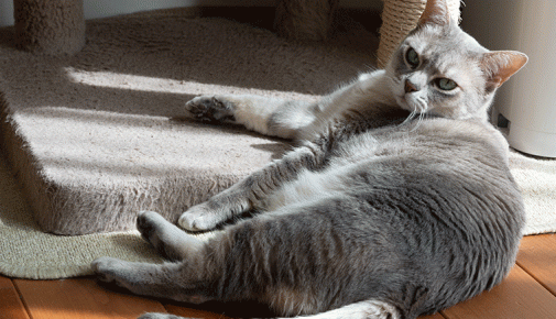 Süße flauschige graue katze, die auf der fensterbank sitzt und auf etwas  wartet. ein pelziges tier schaut aus dem fenster. begriffserwartung,  freiheitsdrang