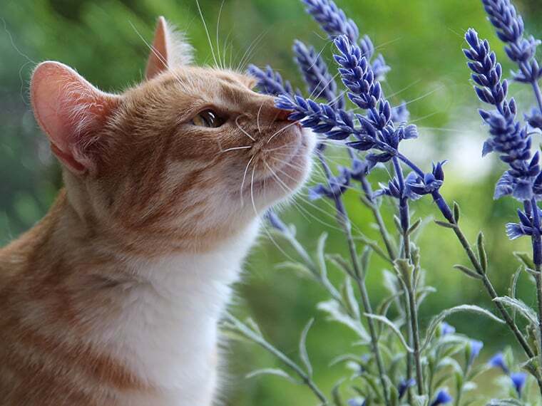 Welchen Geruch mögen Katzen nicht