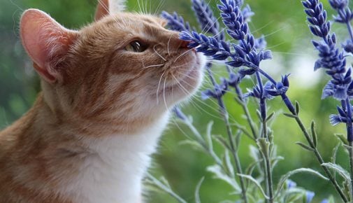 Welchen Geruch mögen Katzen nicht