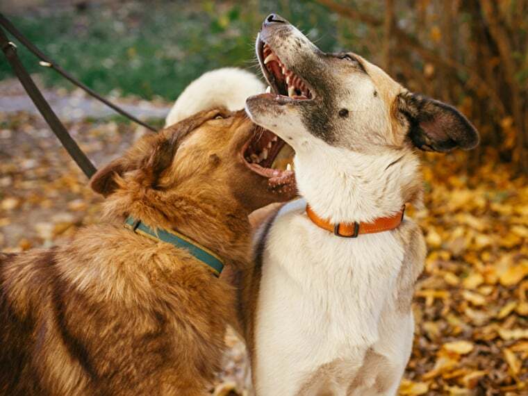 Hund beißt beim Spielen