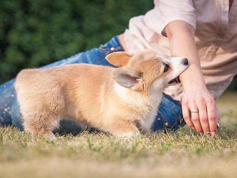 Hund beißt beim Spielen