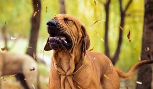 Hund niest beim Spielen