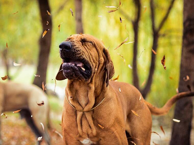 Hund niest beim Spielen