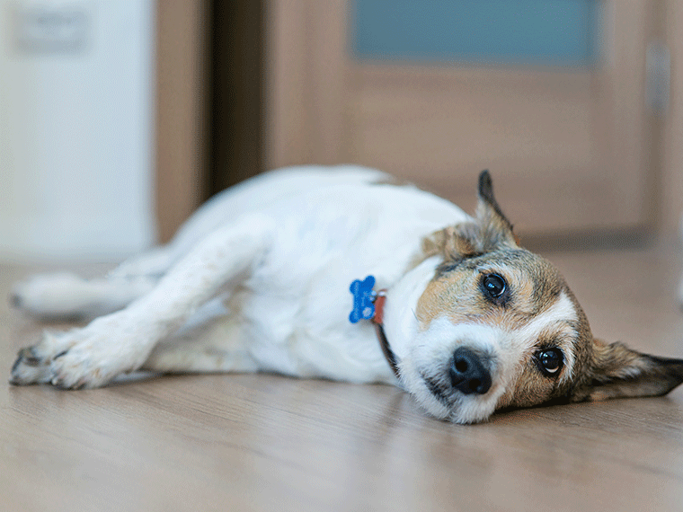 Hormonstörung beim Hund