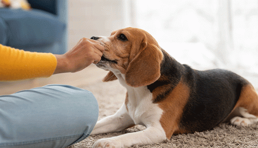 Hund drinnen beschäftigen