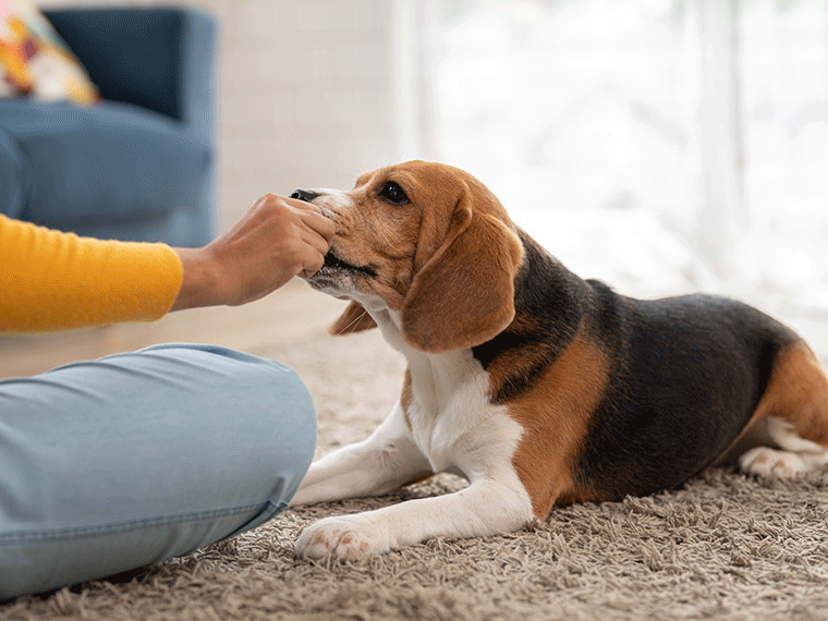 Hund drinnen beschäftigen