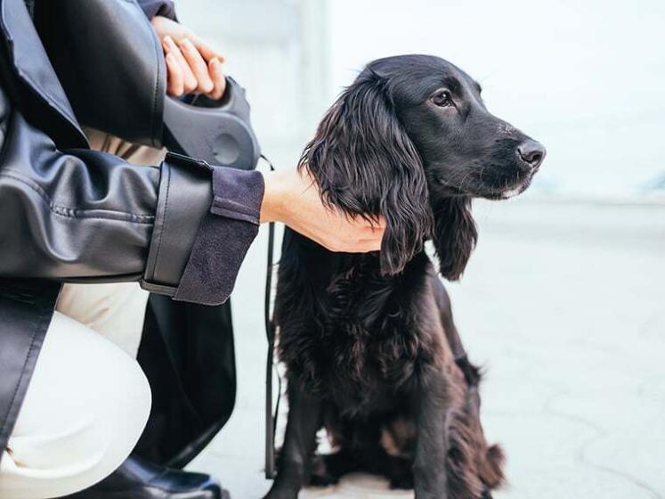 Mein Hund schaut mich nicht an? Das steckt dahinter!