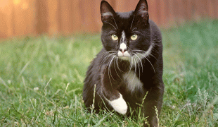 Tuxedo Katze