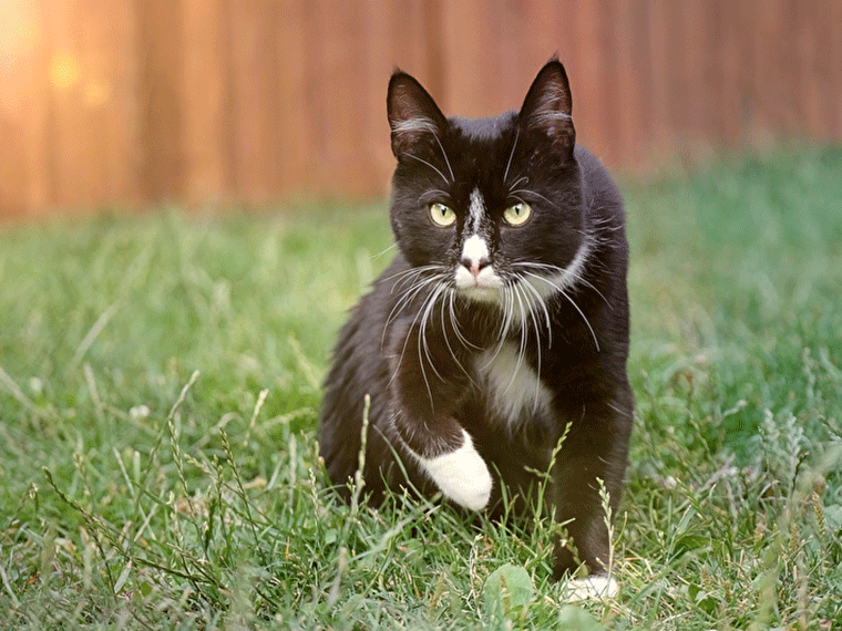 Tuxedo Katze