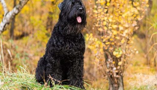 Russischer Schwarzer Terrier