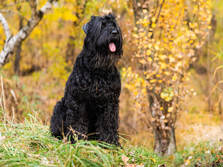 Russischer Schwarzer Terrier